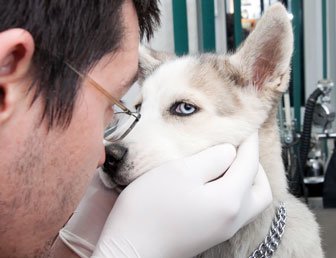 Vetsmokie - cabinet veterinar